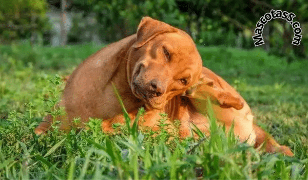 Parasitos En Mascotas Y Su Tratamiento