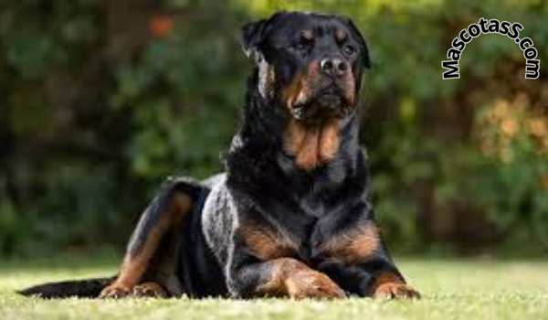 Salud y cuidado del Rottweiler