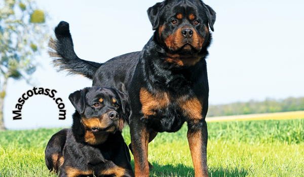 Salud y cuidado del Rottweiler