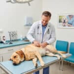 Enfermedades estomacales en Perros