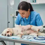 Infección de Orina en Perros