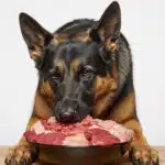 Proteinas en la Alimentación de los Perros