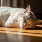 Síntomas de la Vejez en Gatos
