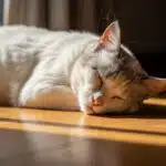 Síntomas de la Vejez en Gatos