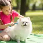 Caída del pelo en perros: causas y tratamiento