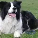Características del perro de raza Border Collie