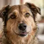 Enfermedades de los ojos en Perros