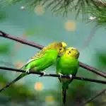 Enfermedades de los Pericos Australianos