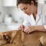 La Dermatitis en Perros