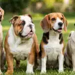 Razas de Perros Gordos