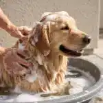 Remedio casero para las pulgas de los perros